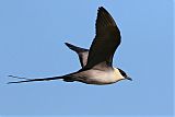 Long-tailed Jaegerborder=